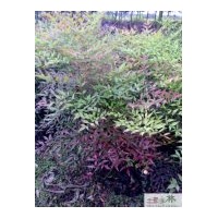 供應(yīng)成都南天竹苗木
