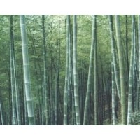 成都楠竹 鳳尾竹 毛竹 剛竹等觀賞竹供應(yīng)