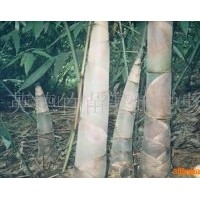 供應(yīng)臺(tái)灣麻竹苗