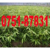 供應(yīng)百萬(wàn)優(yōu)質(zhì)毛竹苗 楠竹苗