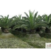 出售加拿利海棗