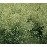 成都楠竹供應(yīng) 鳳尾竹 毛竹 剛竹等觀賞竹供應(yīng)