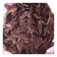 出售金錢松種子、加拿利海棗種子、美國紅楓種子、杜仲種子等