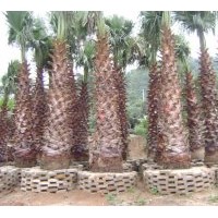 （華棕）地苗和假植袋苗