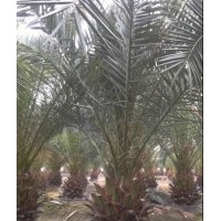 加拿利海棗15-100cm，加拿利海棗袋苗，加拿利海棗價格