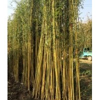 山西竹苗價(jià)格提供青竹1公分毛竹2公分金鑲玉竹苗價(jià)格