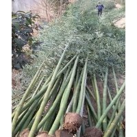 竹苗價(jià)格青竹價(jià)格紫竹價(jià)格1-5公分竹苗價(jià)格行情