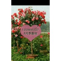 供旱園竹，棕櫚，