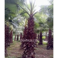 華棕 老人葵 華盛頓棕櫚