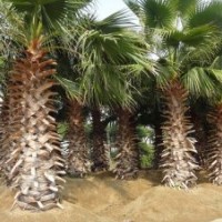 老人葵（華棕）