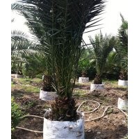 拿利海棗，貴陽中東海棗，貴陽鐵樹