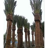 供應(yīng)加拿利海棗