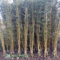 四季青竹苗價格出售紫竹鋼竹青竹1公分2公分3公分竹苗