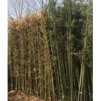 竹苗價(jià)格優(yōu)惠啦 1公分毛竹價(jià)格2公分紫竹價(jià)格3公分金鑲玉竹