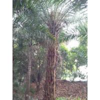 中東海棗桿高4米