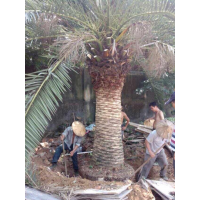 加拿利海棗桿高4米