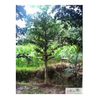 魚(yú)尾葵批發(fā) 大量供應(yīng)魚(yú)尾葵苗木 棕櫚科苗木工程