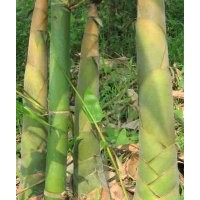 供應(yīng)好品種甜竹種