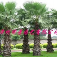 福建老人葵產(chǎn)地直銷，老人葵報價，老人葵產(chǎn)地