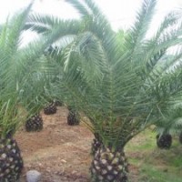 供應加拿利海棗