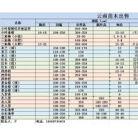 銀海棗、老人葵、霸王棕、垂榕、紅車、四季桂、米蘭、九里香、黃