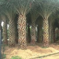 廣東中東海棗-云南中東海棗-四川中東海棗-福建中東海棗-貴州中東