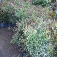 產(chǎn)地直銷南天竹苗，0.75元一棵