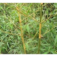 大量供應(yīng)竹子苗木 成都觀賞竹