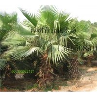 供應(yīng)華棕：老人葵、老公仔椰子、加州葵、絲葵、華盛頓葵、華盛頓