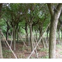 （雞冠刺桐）地苗和假植袋苗