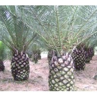 （加拿利海棗）地苗和假植袋苗