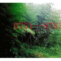 供應(yīng)佛肚竹苗