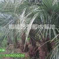 大量供應(yīng)凍子椰子