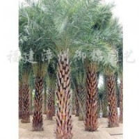 供應(yīng)中東海棗