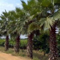 老人葵1-6m，華棕，華盛頓棕，老人葵價(jià)格