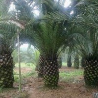 2012年4月3日漳州布迪椰子,加拿利海棗苗木價格