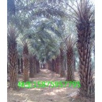 供應(yīng)廣東海棗