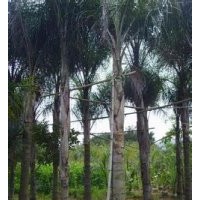 供應(yīng)皇后葵價(jià)格 皇后葵供應(yīng)商