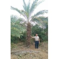 低價(jià)處理一批中東海棗，桿高1-3M，20000棵