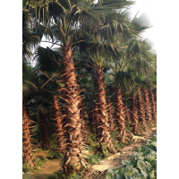 福建老人葵 福建華棕 老人葵價格