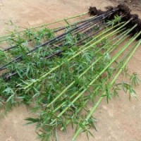 竹子哪里買宿遷竹子養(yǎng)殖基地