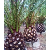 供應(yīng)加拿利海棗井框苗