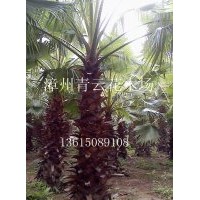 棕、老人葵、老公仔椰子、加州葵、絲葵、華盛頓葵、華盛頓棕