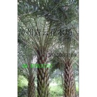 中東海棗、銀海棗