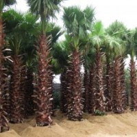 福建老人葵的價(jià)格，老人葵1米，2米，3米桿高的價(jià)格