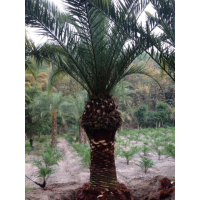 福建加拿利海棗 加拿利海棗價格 福建中東海棗