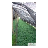 供應(yīng)袖珍椰子 棕櫚盆花