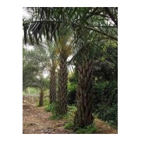 供應(yīng)銀海棗