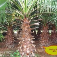 華棕：香樟、小葉榕、重陽木、盆架子、風(fēng)凰木、雞冠刺桐、木棉、