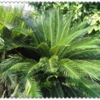 常年大量供應(yīng)大規(guī)格鐵樹、杜仲